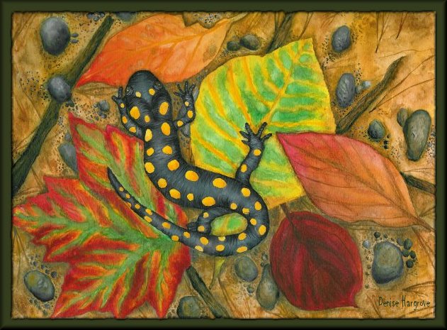 Autumn Spotted Salamander